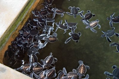 Baby Turtles