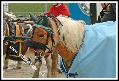 DSC_6711.jpg