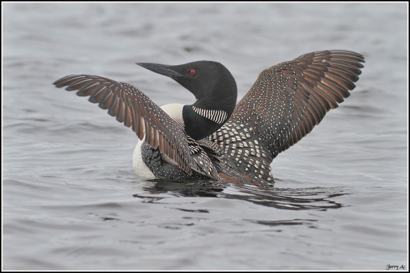 Loon
