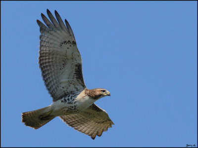 Young Hawk