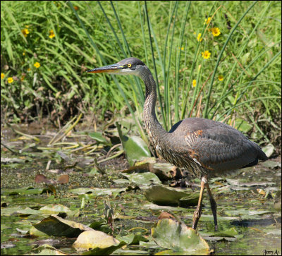Great Blue Heron