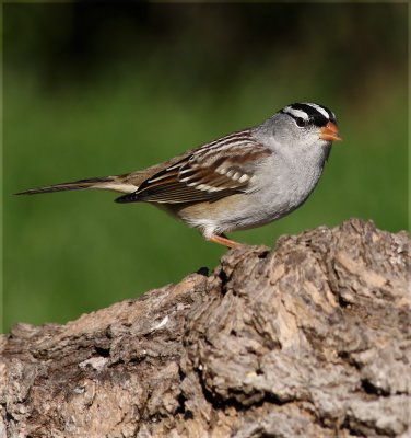 Male White Crowned