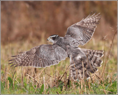 Northern Goshawk