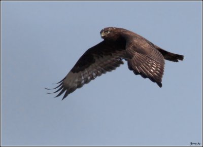 Dark Morph