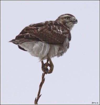 Young Red-tail