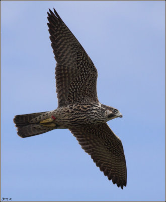 Peregrine Falcons