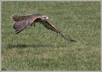 Chinese Saker Falcon