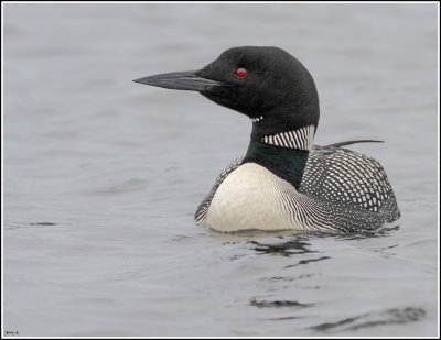 Waterfowl,Geese,Terns Etc.