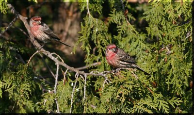 House Finch