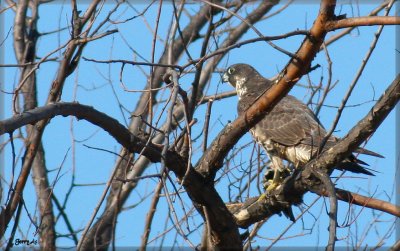 Male Peregrine
