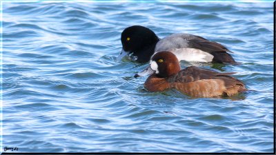 Greater Scaup Couple