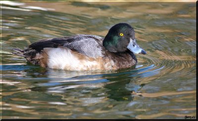 Male Greater Scaup