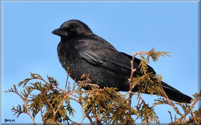 Joe the Crow