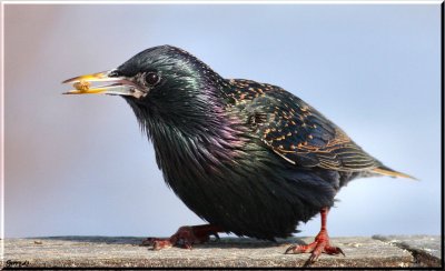 Starlings RedWings Grackles Cowbird