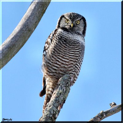 Hawk Owl