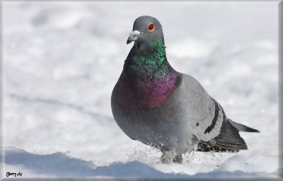 Our Farm Pigeons