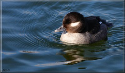 Female Bufflehead