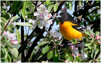 Baltimore Oriole