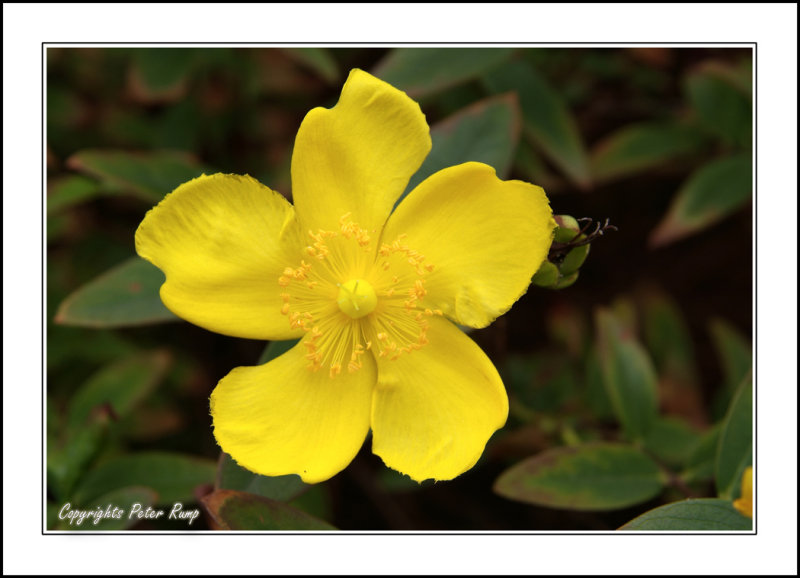 CambridgeFlower1.