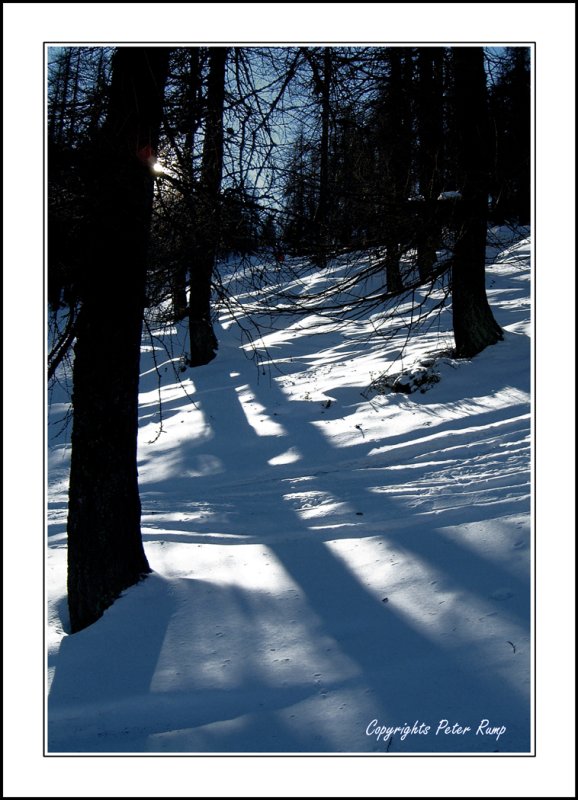 Sestriere Italy 06. Trees.