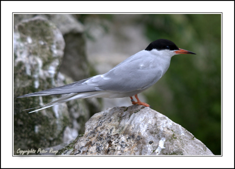 CommonTern.