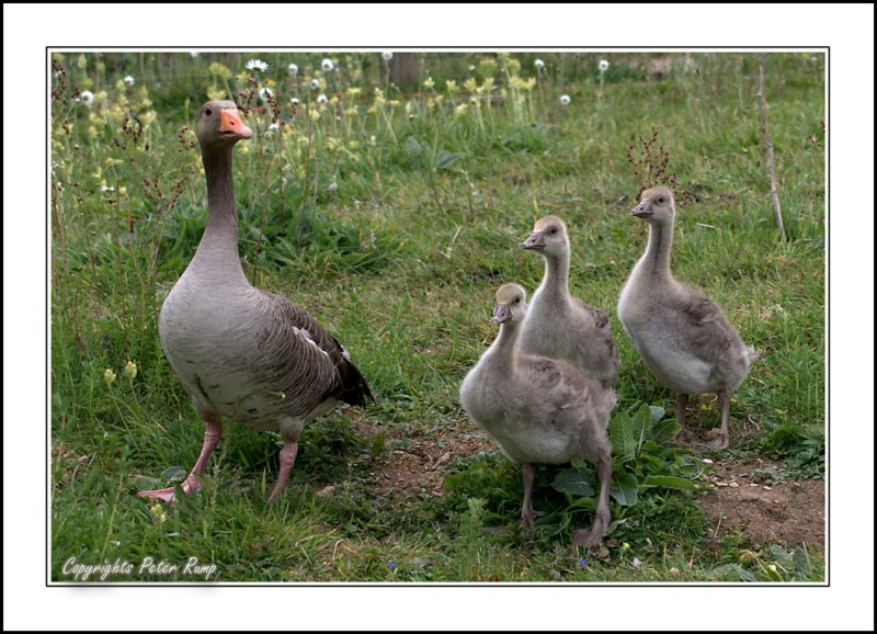 Baby Geese.