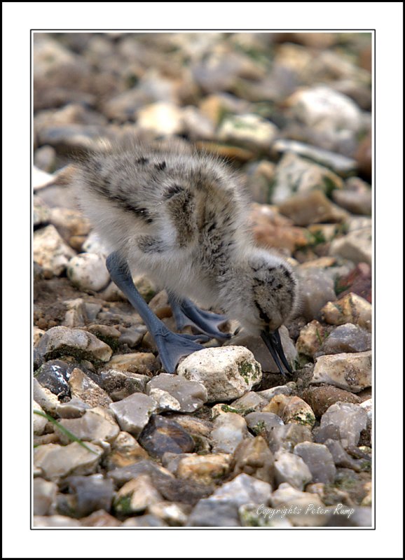 Baby Avocet