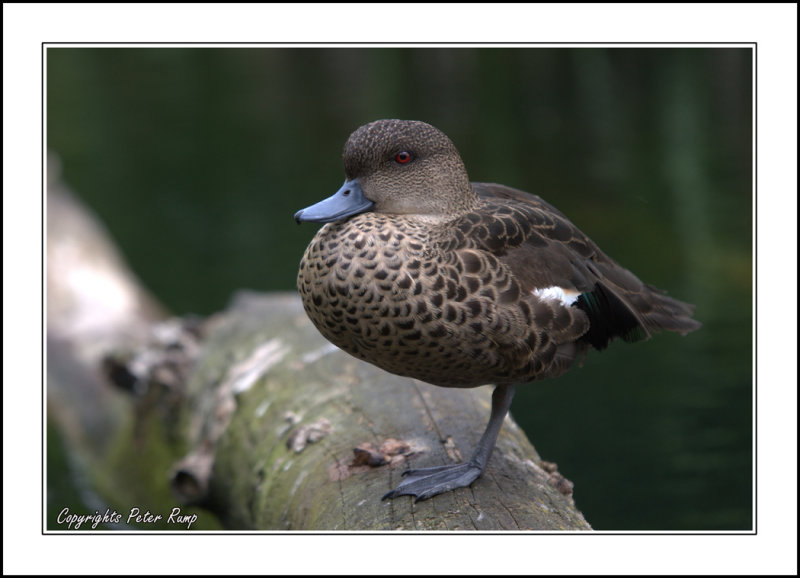 Female Wigeon.