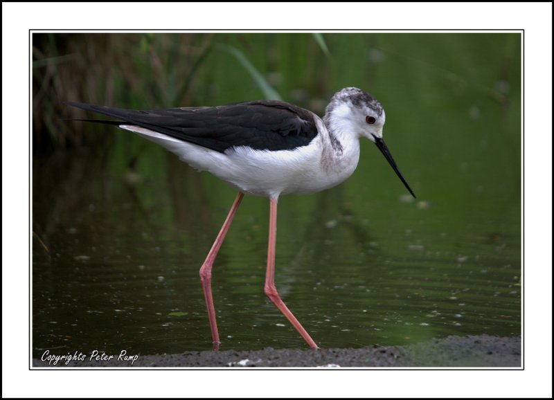 Black-winged Stilt.