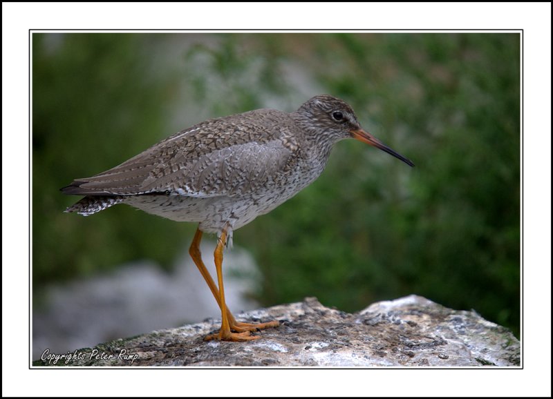 RedShank.