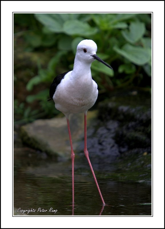 Black-winged Stilt2.