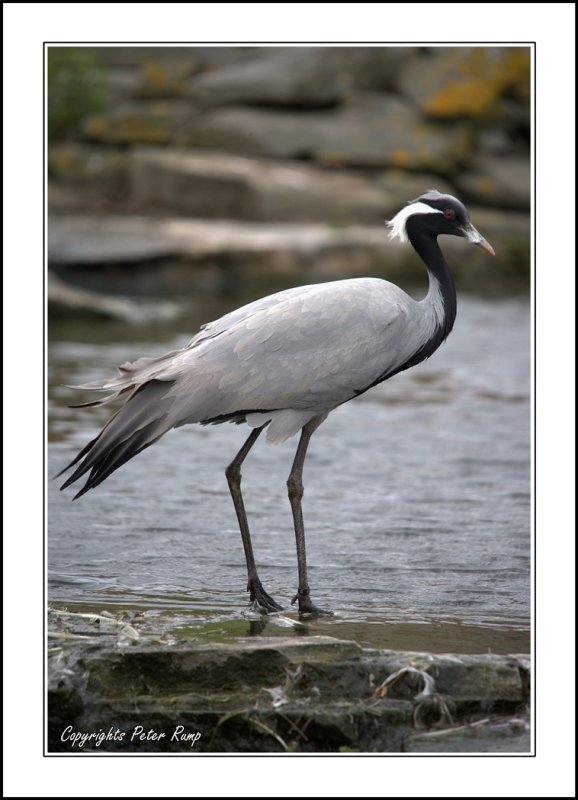 Crane.