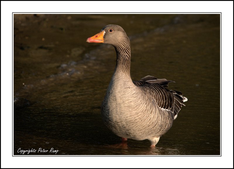 Greylag Goose.