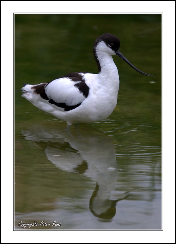 Pied Avocet.