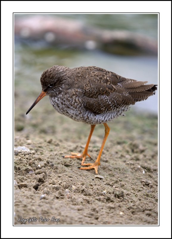 RedShank2.