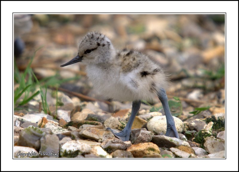 BabyAvocet.