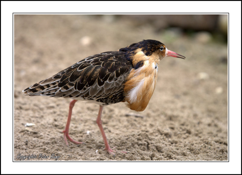 Male Brown Ruff.