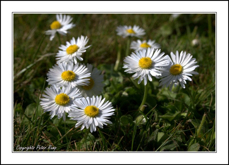 Daisys.