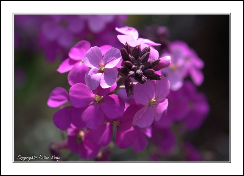 Pink Wall Flower.