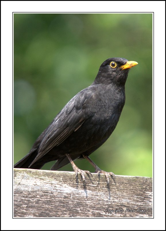 blackbird.