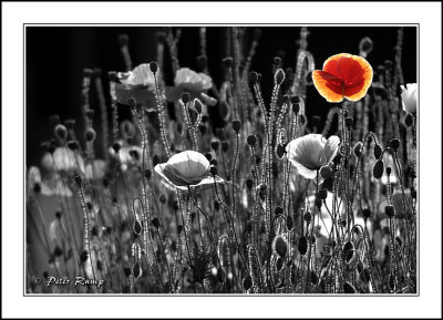 Poppies2.