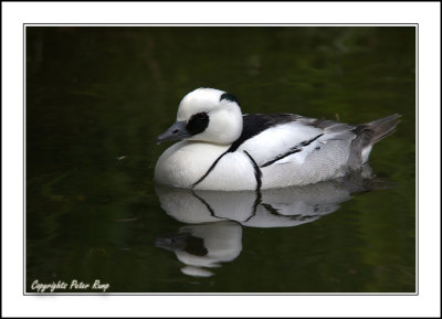 Smew.