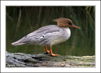 Goosander.