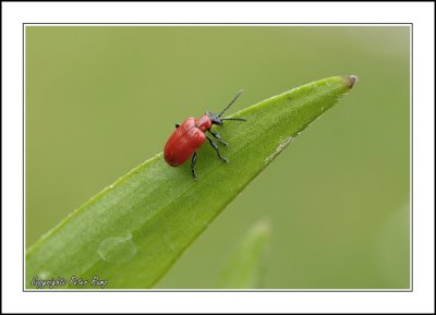 Scarlet Lily Beetle. (Lilioceris Lilii )
