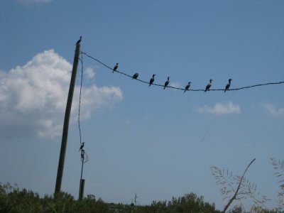 Resting birds of the wetlands