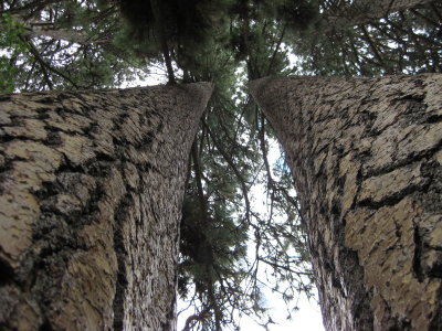 Twin Redwoods