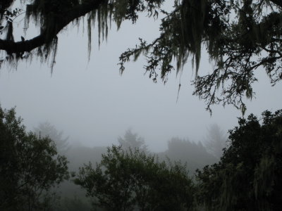 Mysterious fog in Muir Woods