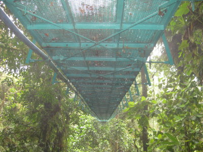 Under the Canopy Bridge