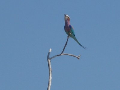 Lilac Breasted Roller
