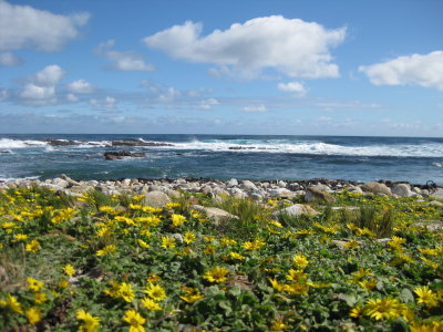Flowers and The Atlantic greet